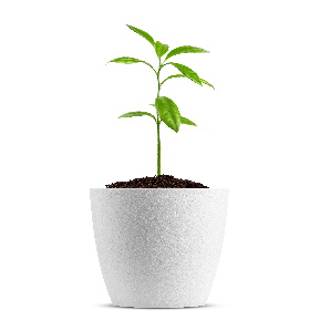 Stock image of a potted plant